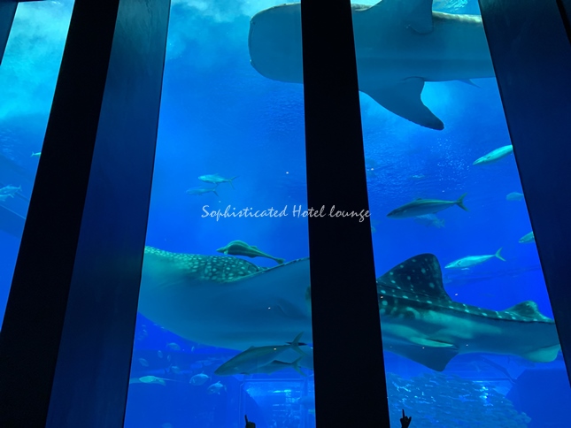 ジンベエザメとマンタを飼育する「黒潮の海」水槽